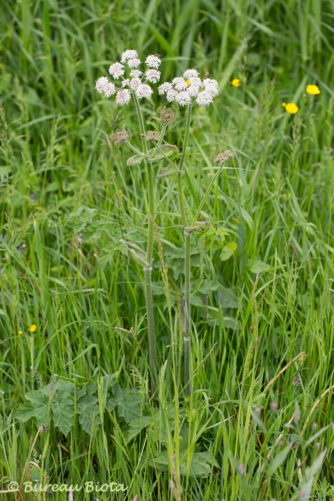 © grote engelwortel - Angelica archangelica