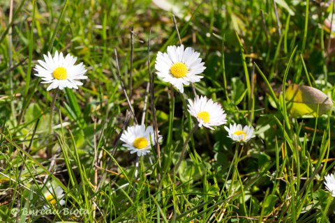 © Madeliefje - Bellis perennis