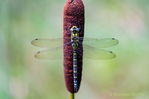 Blauwe glazenmaker (Aeshna cyanea)