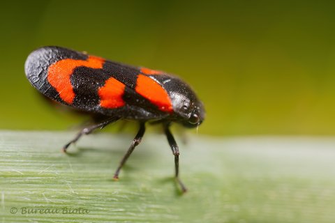 Bloedcicade (Cercopis vulnerata)