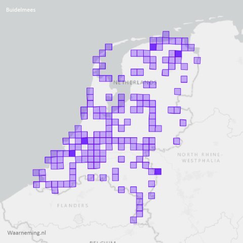 Verspreiding buidelmees 2017-2022