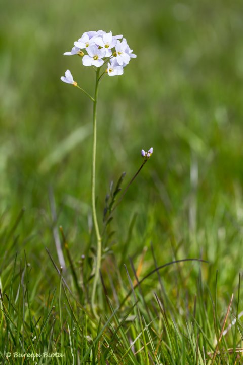 © Pinksterbloem - Cardamine pratensis