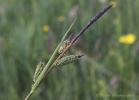 © Stijve zegge - Carex elata