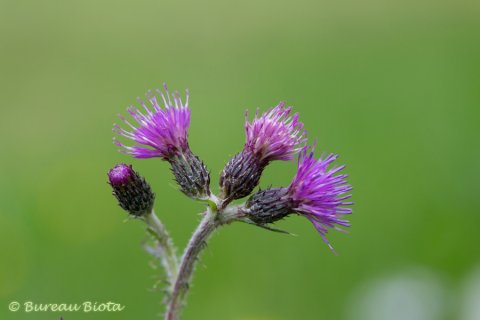 © Akkerdistel - Cirsium arvense