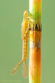 © Larve azuurwaterjuffer - Coenagrion puella