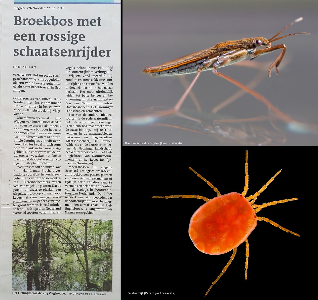 DvhN Broekbossen