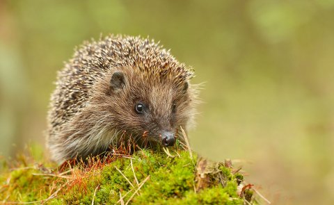 Natuurinfotafel Groningen ecoduct Egel foto1