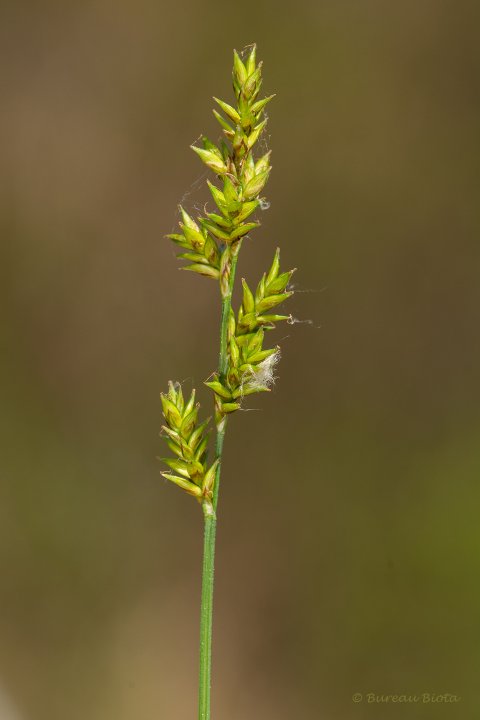 © Elzenzegge - Carex elongata
