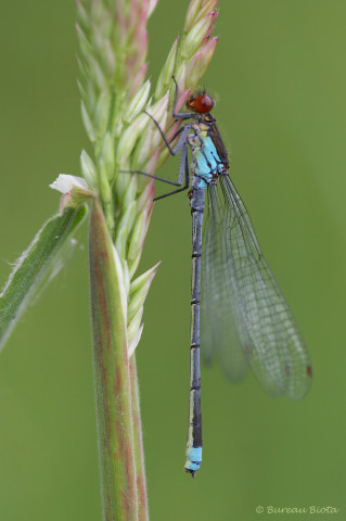 © Grote roodoogjuffer - Erythromma najas