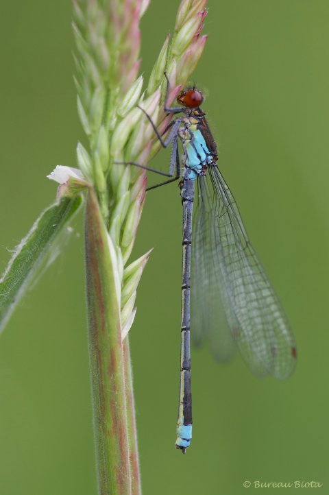 © Grote roodoogjuffer - Erythromma najas