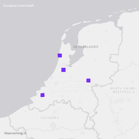 Europese rivierkreeft 2023 10jr