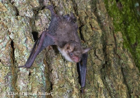 ©Franjestaart - Myotis natteri