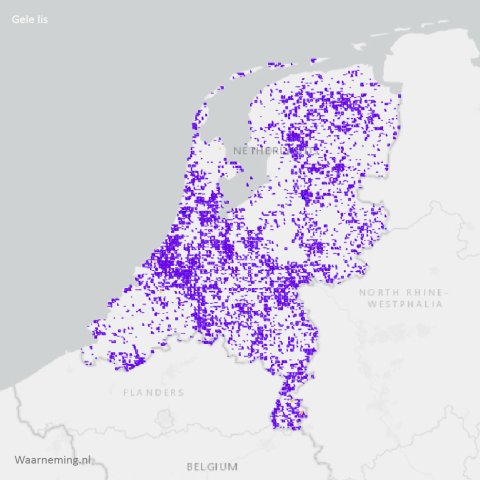 Verspreiding gele lis 2017-2022