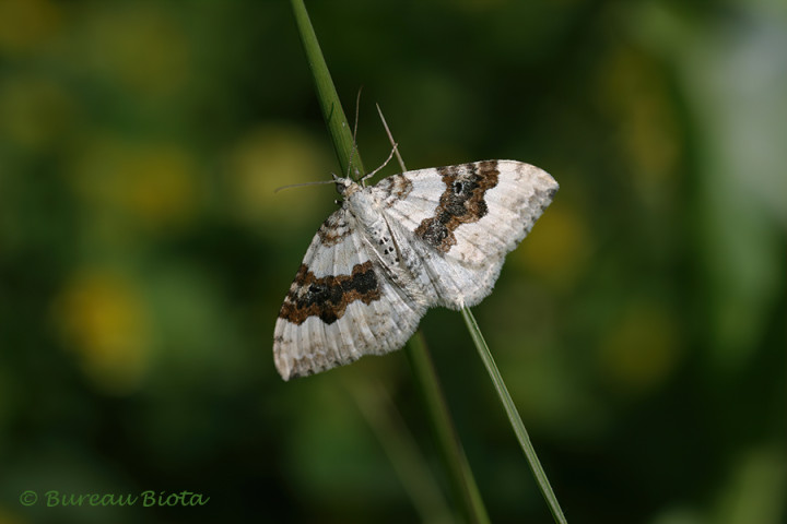 Geoogde bandspanner (Xanthorhoe montanata)