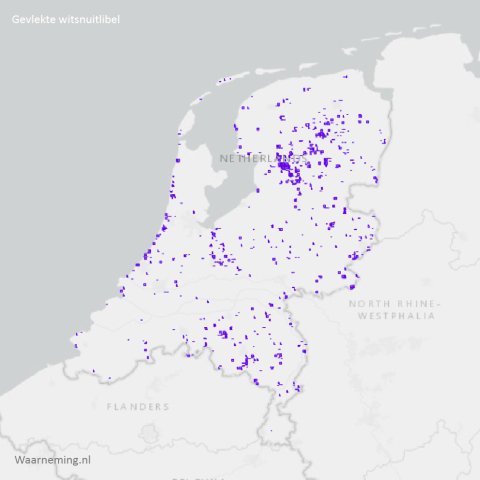 Verspreiding gevlekte witsnuitlibel 2017-2022