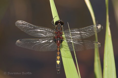 © Gevlekte witsnuilibel - Leucorrhinia pectoralis