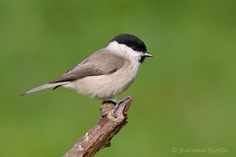 ©Glanskop - Poecile palustris