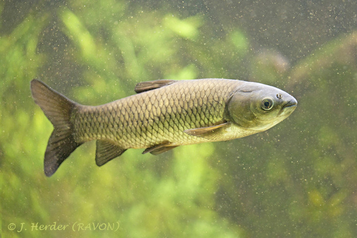 Graskarper - Ctenopharyngodon idella