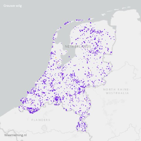 Verspreiding grauwe wilg 2017-2022