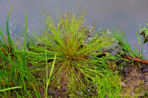 © Greppelrus - Juncus bufonius