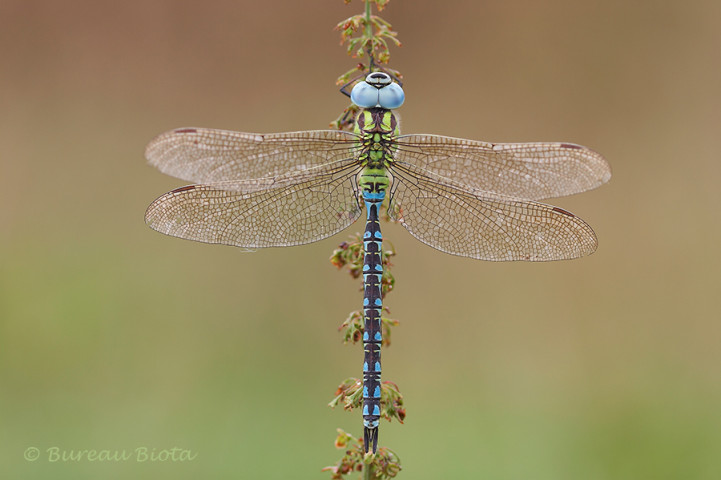 © Groene glazenmaker man - Aeshna viridis