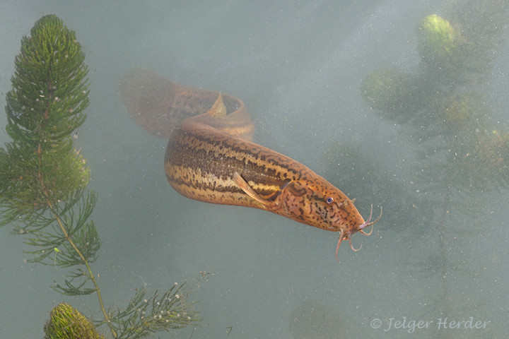 © Grote modderkruiper - Misgurnus fossilis