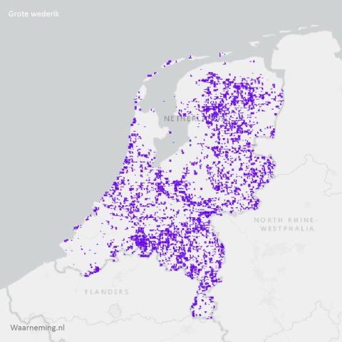 Verspreiding grote wederik 2017-2022