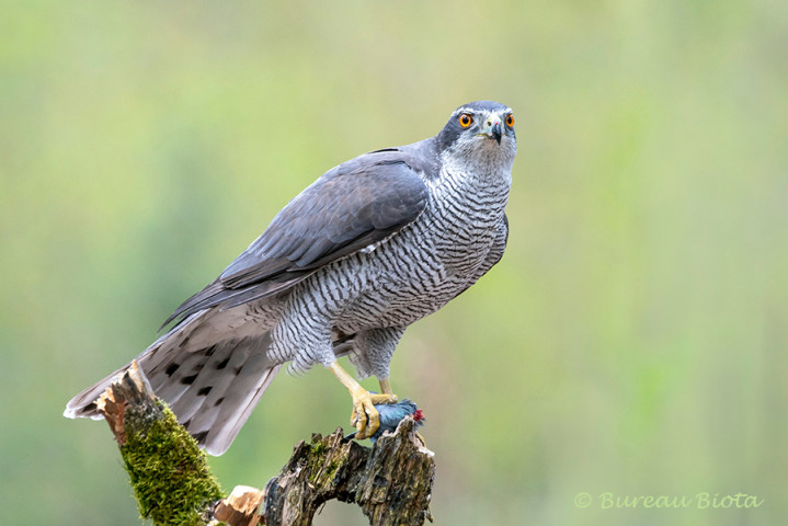 ©Havik - Accipiter gentilis