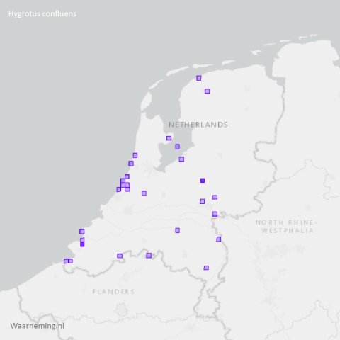 Verspreiding Hygrotus confluens 2017-2022