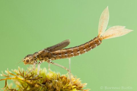 Larve tengere grasjuffer - Ischnura pumilio