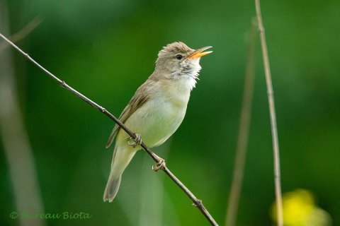 © Kleine karekiet - Acrocephalus scirpaceus