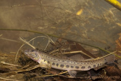 Kleine modderkruiper - Cobitis taenia