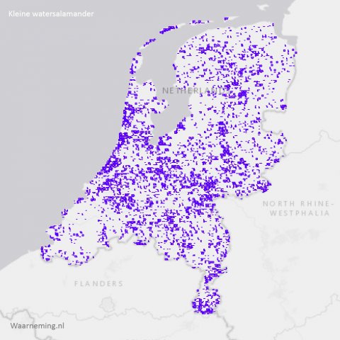Verspreiding kleine watersalamander in Nederland 2017-2022