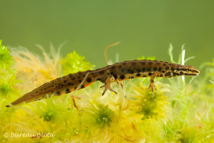 © Kleine watersalamander - Lissotriton vulgaris