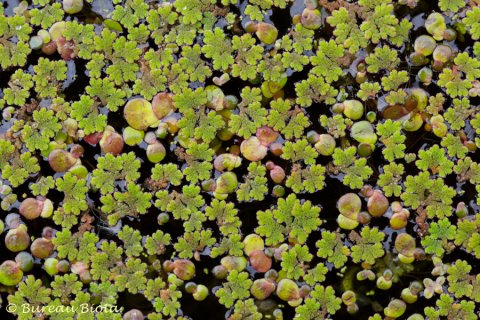 © Kroosvaren - Azolla sp.