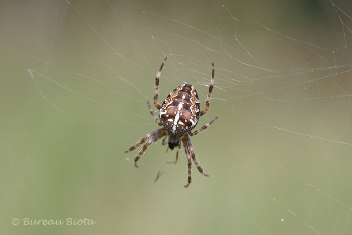 Kruisspin (Araneus diadematus)