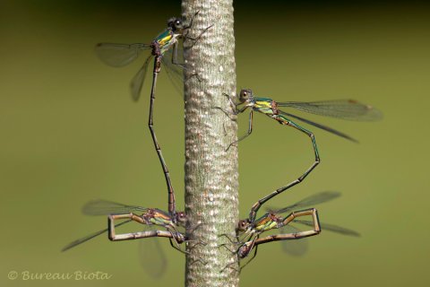 © Houtpantserjuffer - Chalcolestes viridis