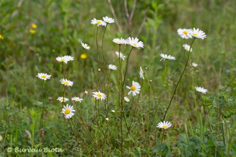 © Gewone margriet - Leucanthemum vulgare