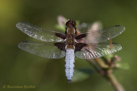 Platbuik (Libellula depressa)