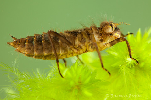 ©Larve viervlek - Libellula quadrimaculata