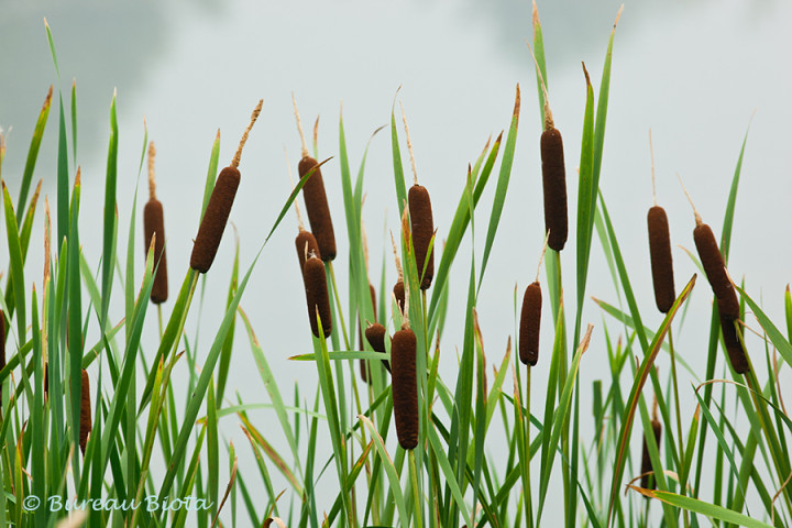 © Grote lisdodde - Typha latifolia