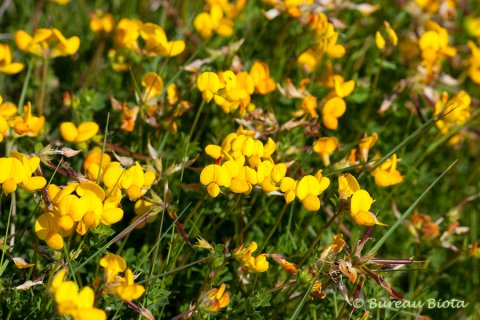 © Lotus corniculatus - Rolklaver