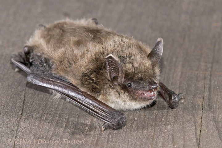 ©Meervleermuis - Myotis dasycneme