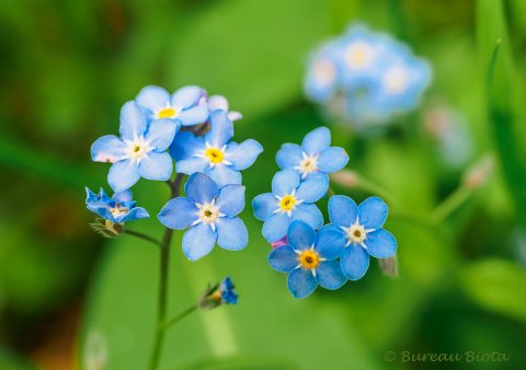 © Moerasvergeet-mij-nietje - Myosotis scorpioides