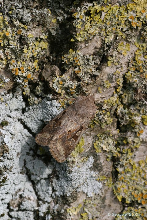 Nunvlinder (Orthosia gothica)