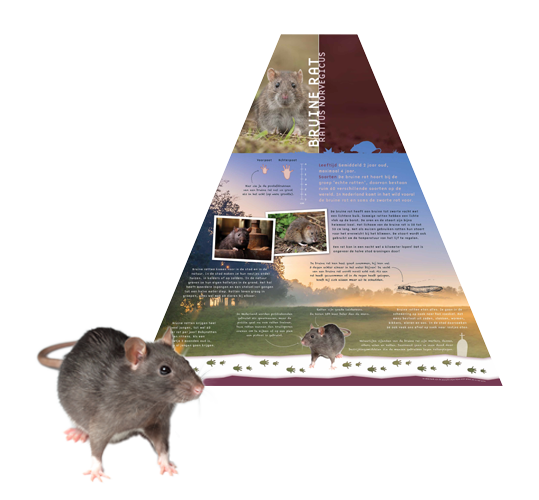 Natuurinfotafel Groningen ecoduct Rat