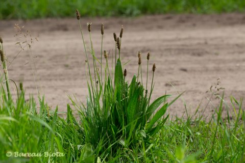 © Smalle weegbree - Plantago lanceolata