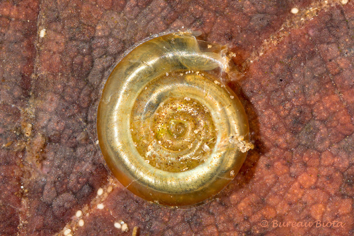 ©Platte schijfhoren - Anisus vorticulus