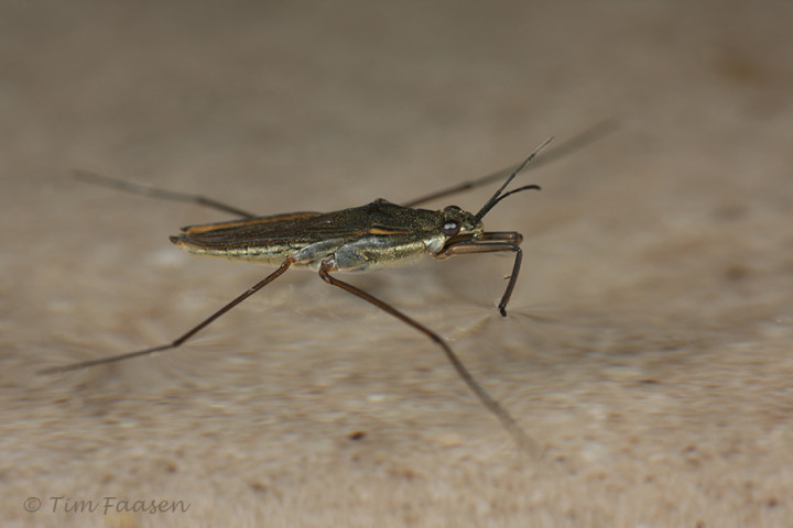 Poelschaatsenrijder - Gerris lacustris