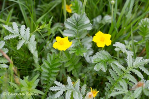 © Zilverschoon - Potentilla anserina